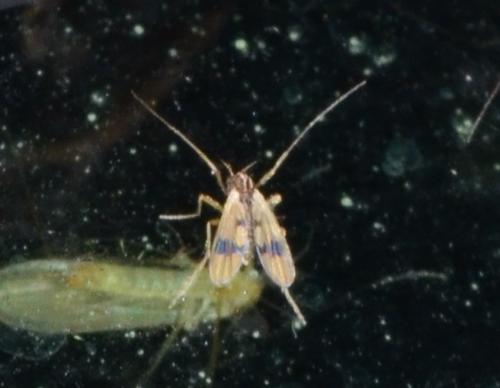Réf. 248 516 : Polypedilum sp.